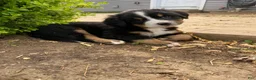Bernese Mountain Dog dogs for sale: Sicily - Ad 2
