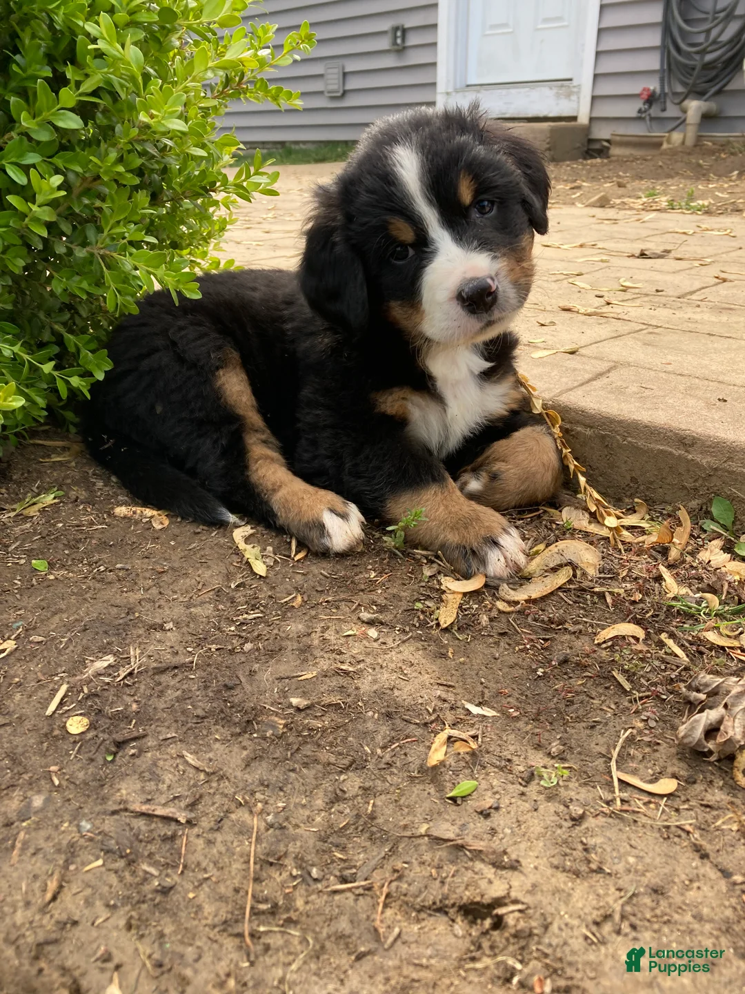 Bernese Mountain Dog dogs for sale: Sicily - Ad 2