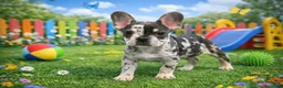 French Bulldog dogs for sale: French Bulldog Puppy 2 - Ad 6