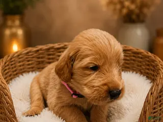 Goldendoodle dogs Pink - Ad 11