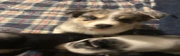 Pomsky dogs for sale: Pomsky Puppy 1 - Ad 19