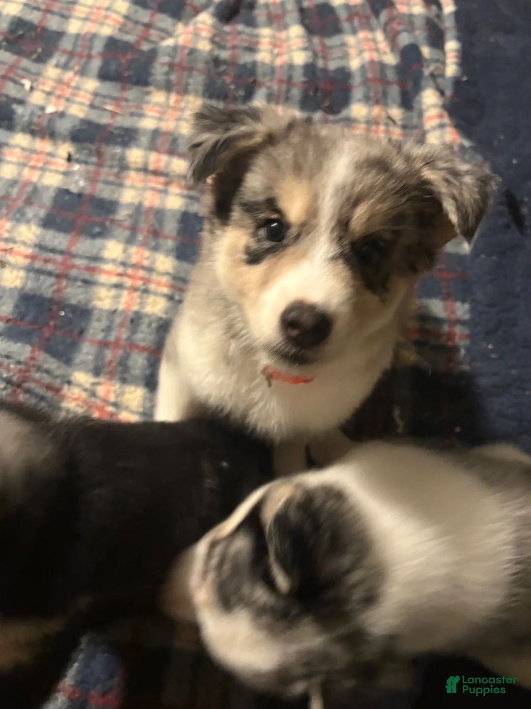 Pomsky dogs for sale: Pomsky Puppy 1 - Ad 19