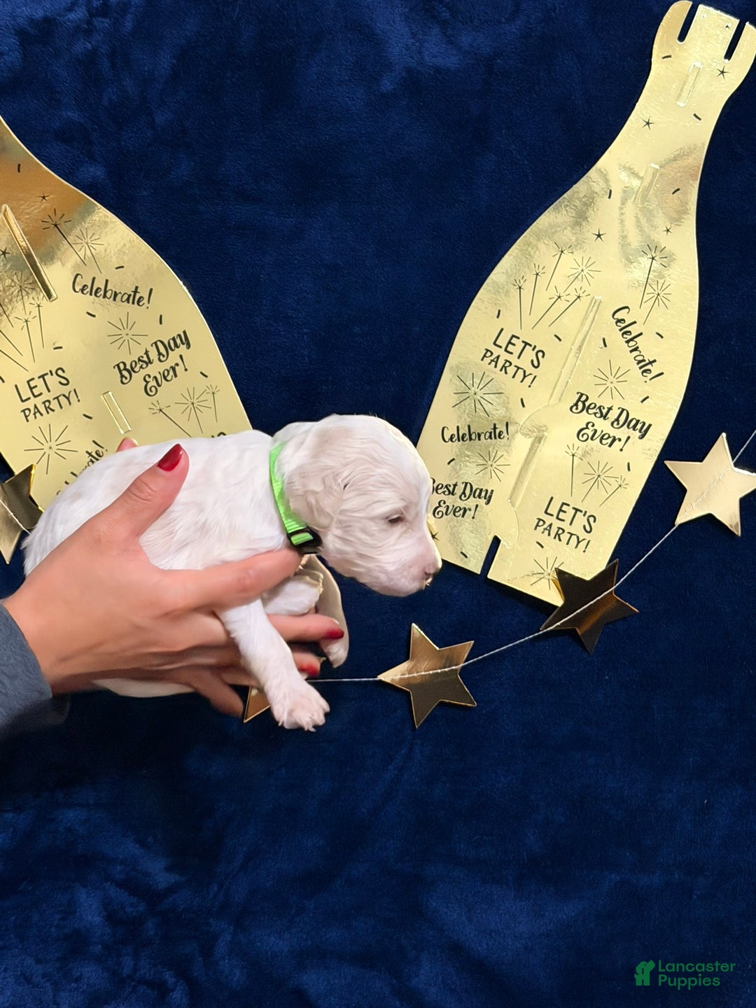 Goldendoodle dogs for sale: Goldendoodle Puppy 5 - Ad 1