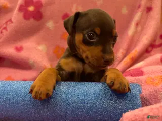 Miniature Pinscher dogs Miniature Pinscher Puppy 1 - Ad 37