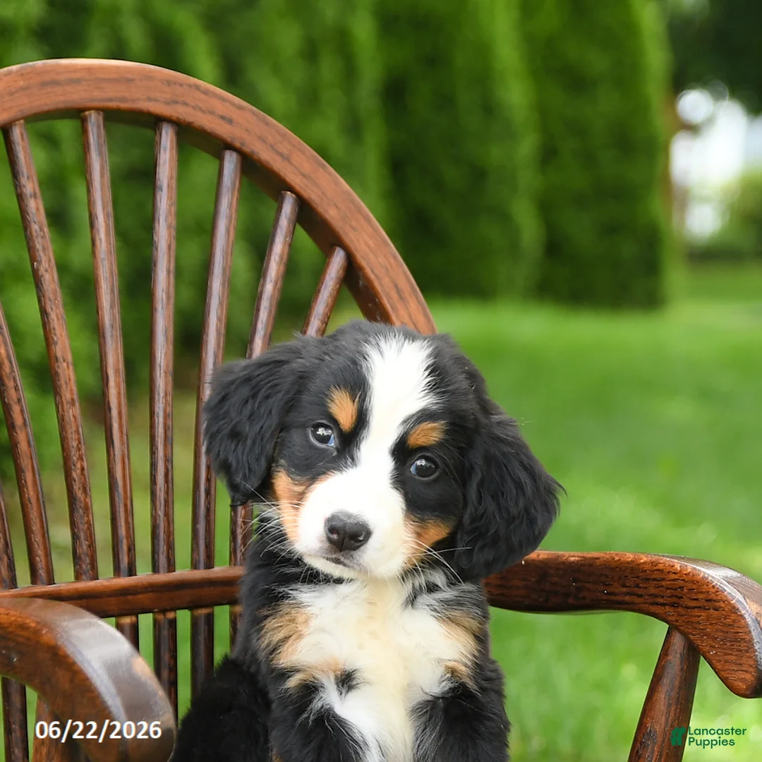 Bernese Mountain Dog dogs for sale: Lottie - Ad 5