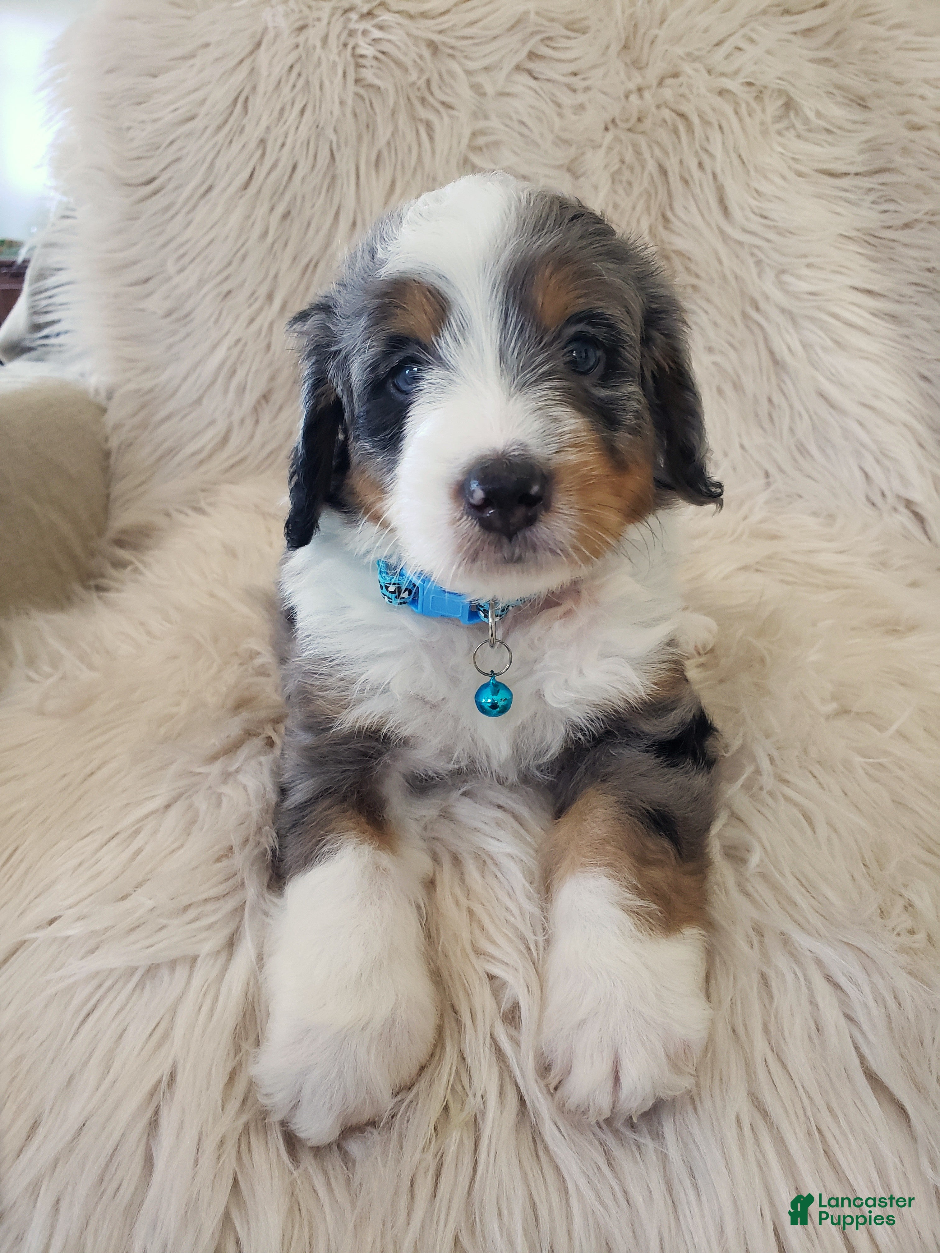 Mini Bernedoodle dogs JAX - Ad 1