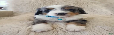 JAX