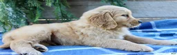 Golden Retriever dogs for sale: Benny - Ad 4