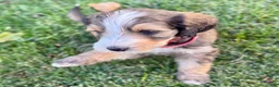 Bernedoodle dogs for sale: Wolfie - Ad 2