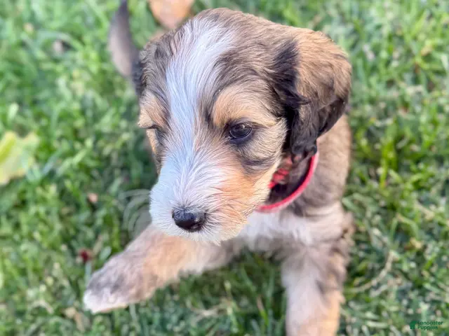 Bernedoodle dogs for sale: Wolfie - Ad 2