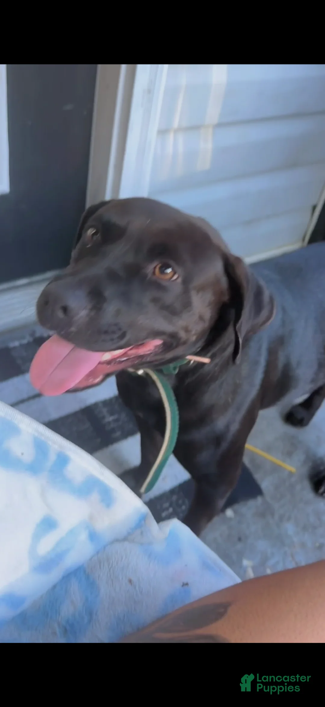 Labrador Retriever dogs for sale: Labrador Retriever 1 - Ad 2
