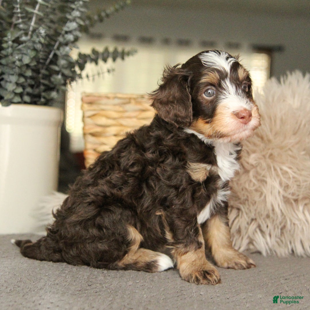 Bernedoodle dogs for sale: Loki Minh - Ad 3