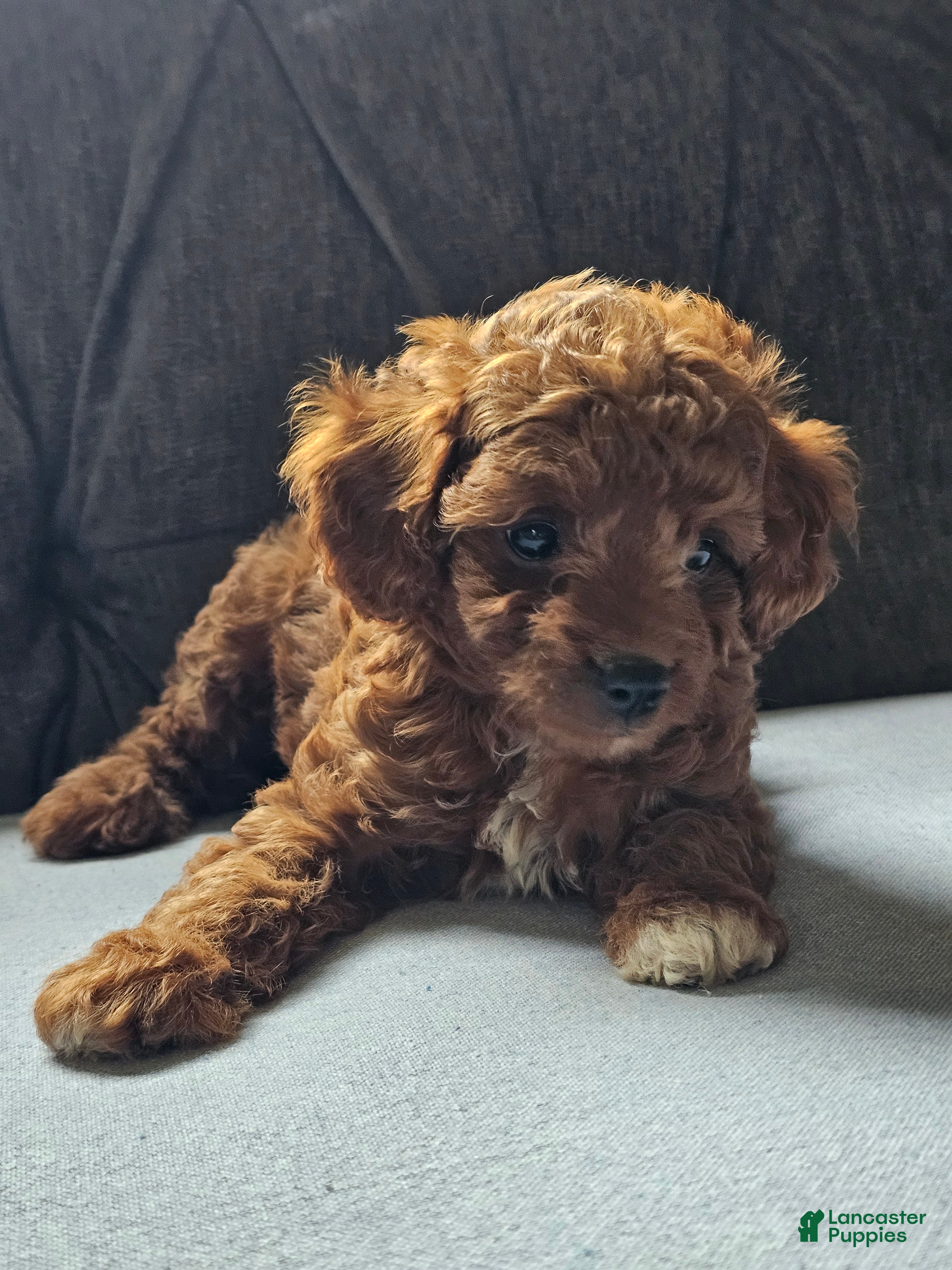 Cavapoo dogs Kona - Ad 2