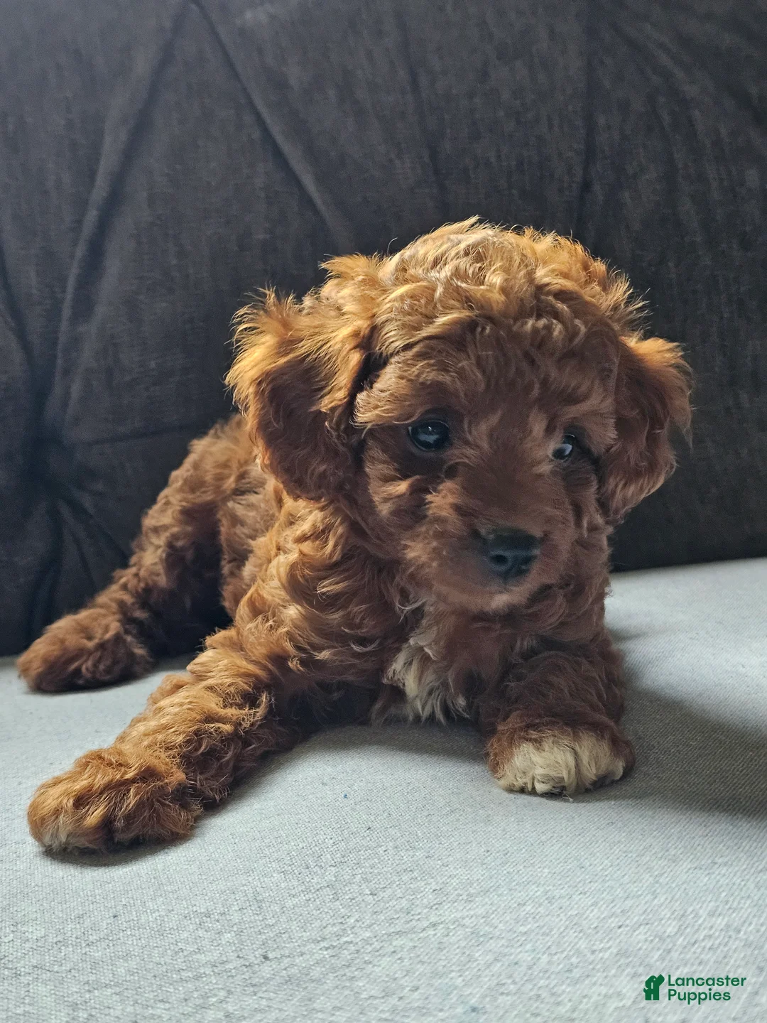 Cavapoo dogs for sale: Kona - Ad 2