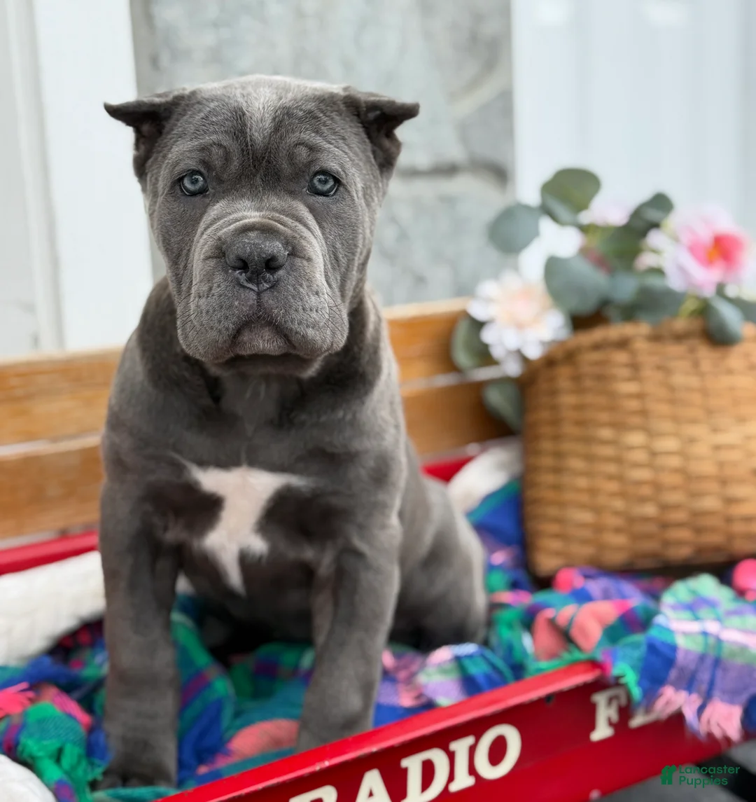 Cane Corso dogs for sale: Blossom - Ad 1