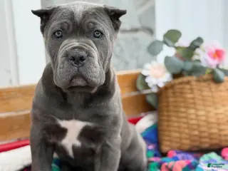 Cane Corso dogs for sale: Blossom - Ad 3