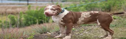 American Bully dogs for sale: Iris - Ad 8