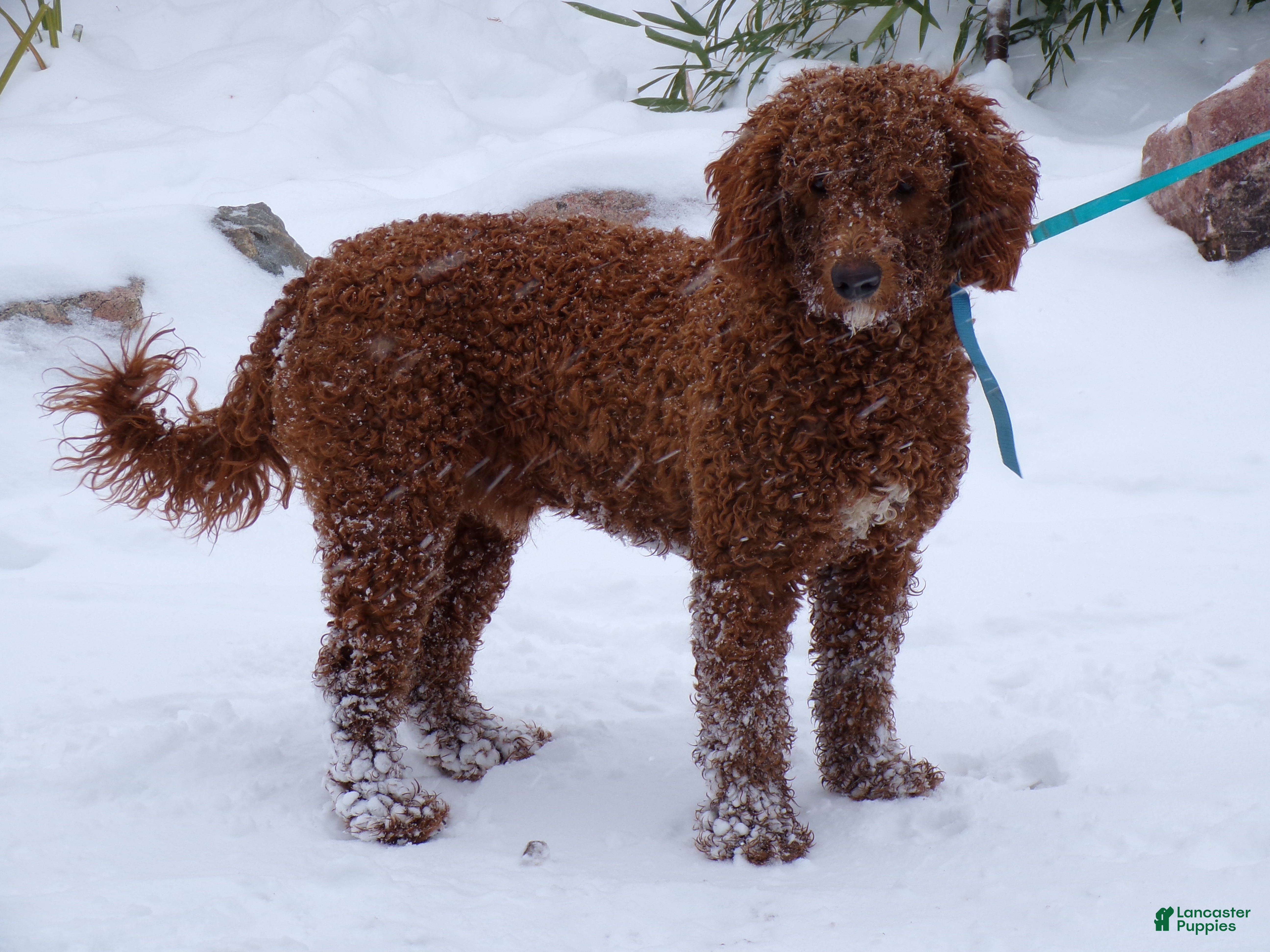 Mini Goldendoodle dogs Mini Goldendoodle Puppy 1 Cool Noodle - Ad 2