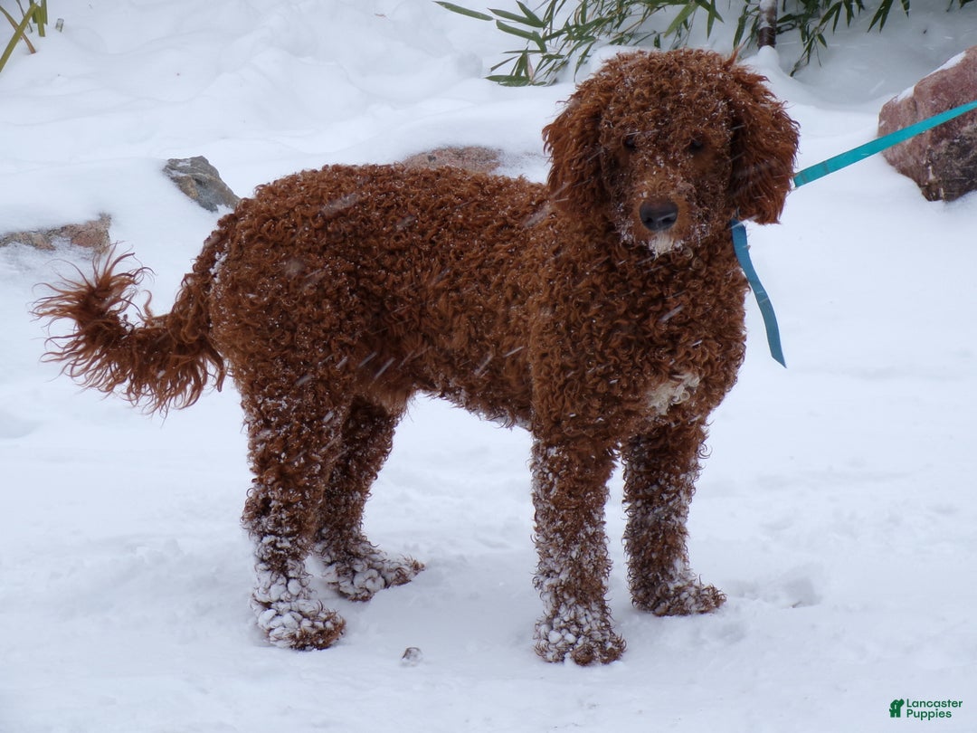 Mini Goldendoodle dogs for sale: Mini Goldendoodle Puppy 1 Cool Noodle - Ad 1