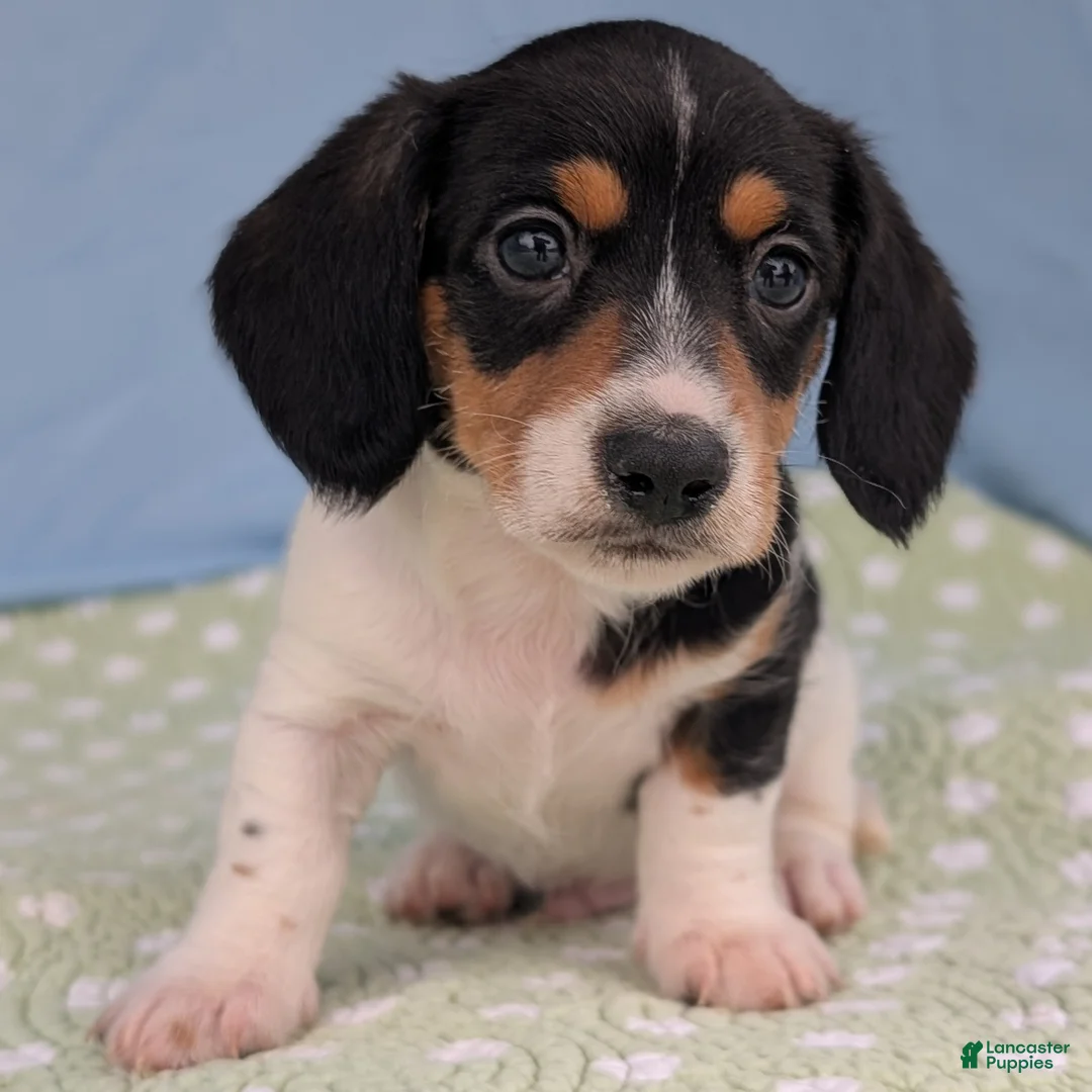 Miniature Dachshund dogs for sale: Reese Cup - Ad 6