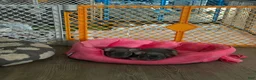 French Bulldog dogs for sale: Bean - Ad 13