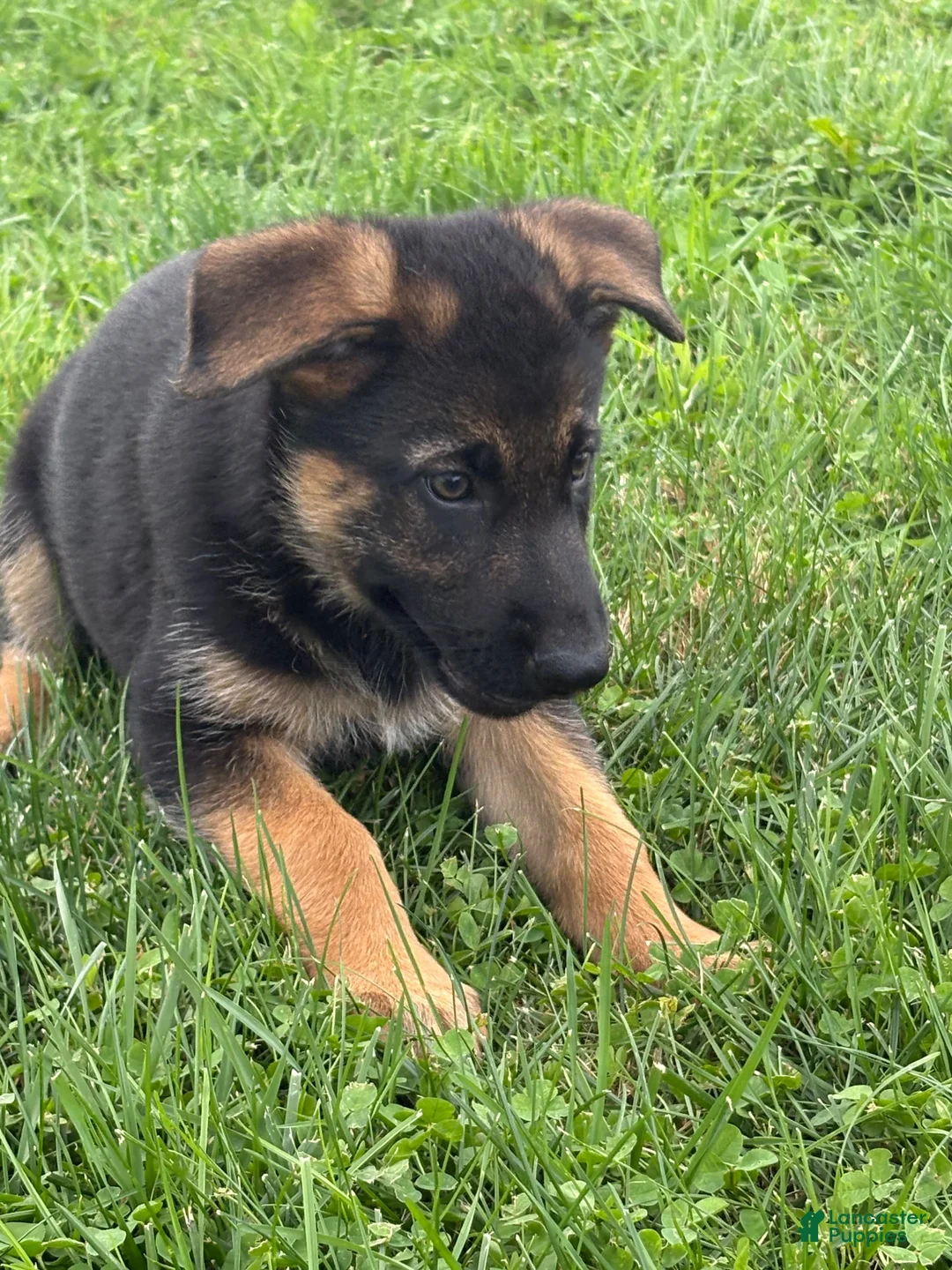 German Shepherd dogs for sale: German Shepherd 2 - Ad 1