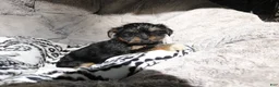 Shorkie dogs for sale: Blair - Ad 6