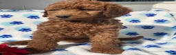 Mini Goldendoodle dogs for sale: Opal - Ad 4