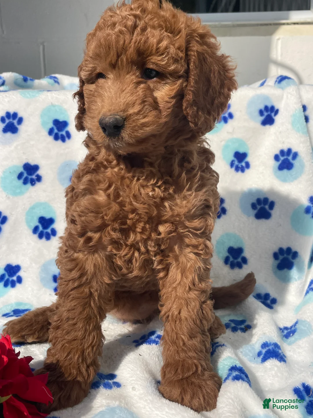 Mini Goldendoodle dogs for sale: Opal - Ad 4