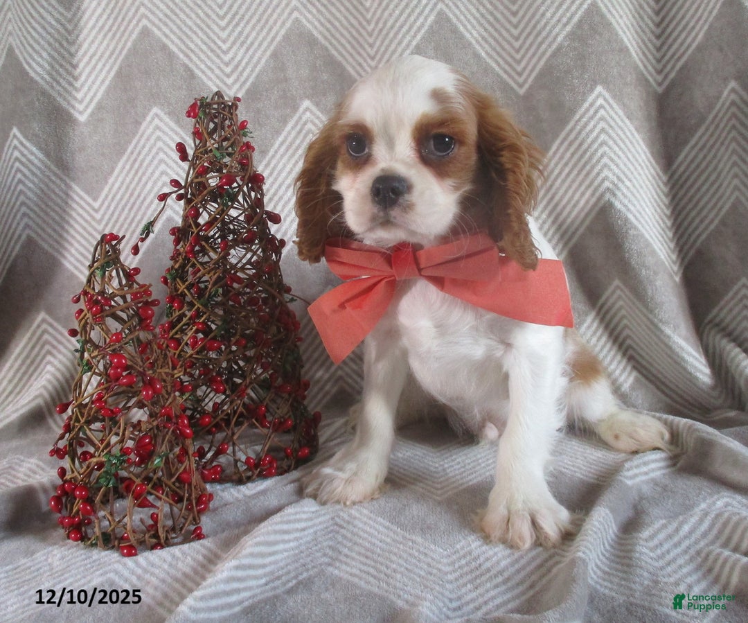 Cavalier King Charles Spaniel dogs for sale: Hayes - Ad 4