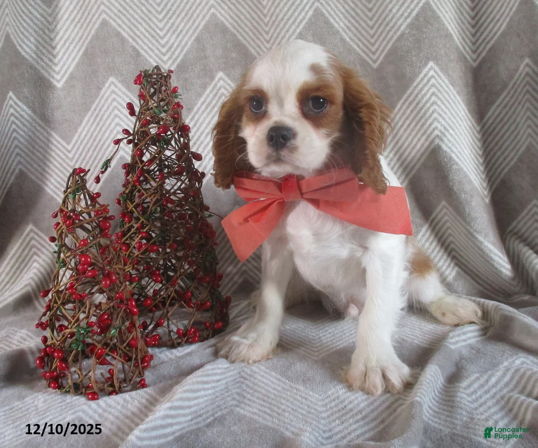 Cavalier King Charles Spaniel dogs for sale: Hayes - Ad 4