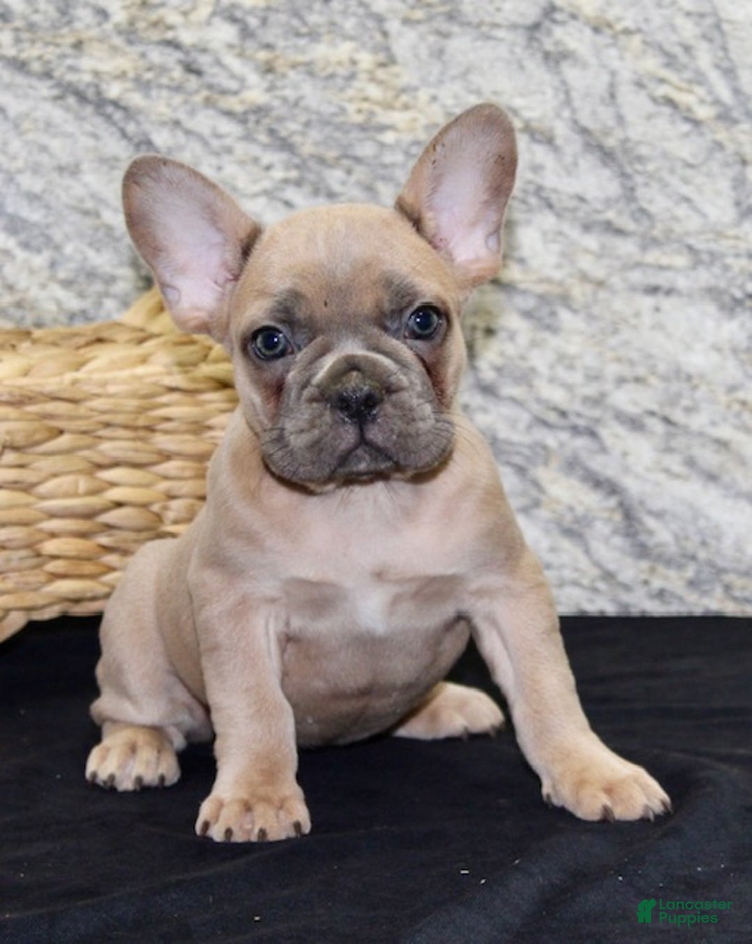 French Bulldog dogs for sale: Dolly - Ad 3