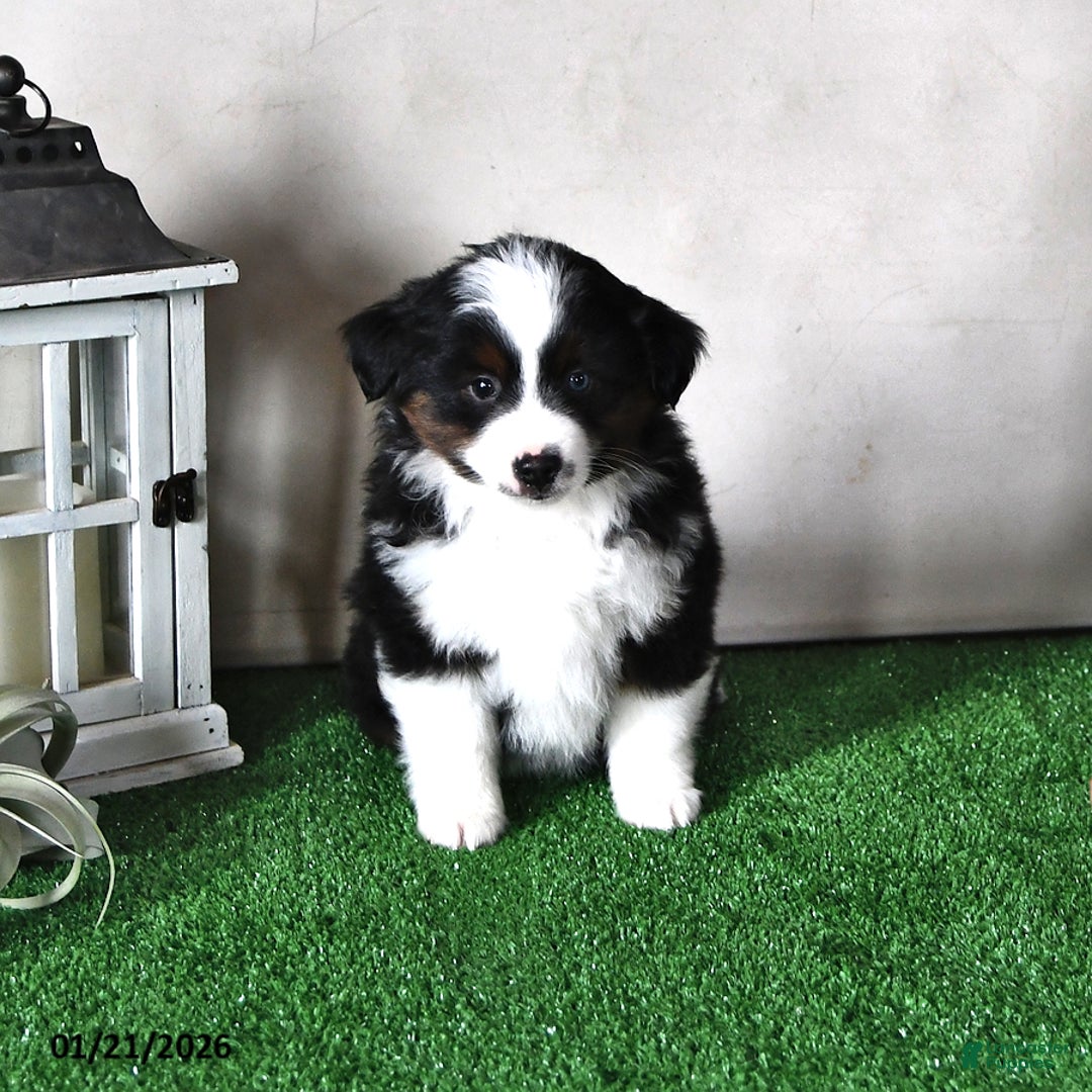 Miniature Australian Shepherd dogs for sale: Diamond - Ad 1