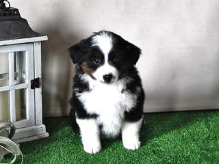 Miniature Australian Shepherd dogs Diamond - Ad 8