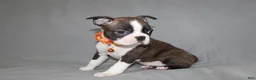 Boston Terrier dogs for sale: Demi - Ad 3