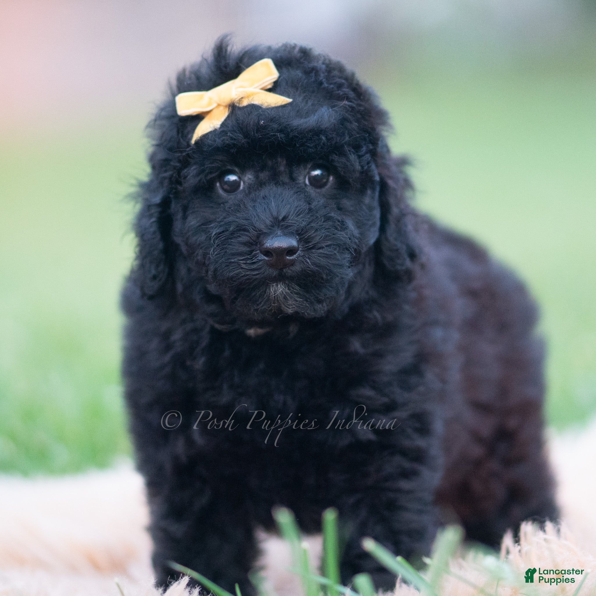 Mini Goldendoodle dogs Billy - Ad 18