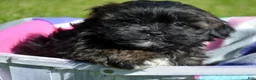 Shihpoo dogs for sale: Shihpoo Sal - Ad 1