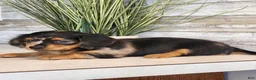 Miniature Dachshund dogs for sale: Macy - Ad 1