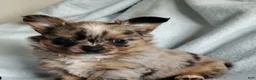 Pomchi dogs for sale: Boots - Ad 5