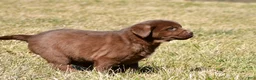 Labrador Retriever dogs for sale: Jodie - Ad 12