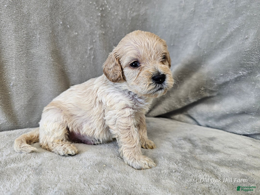 Cavapoo dogs for sale: Rotini - Ad 10