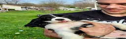 Mixed Breed dogs for sale: Billy-Bob - Ad 4