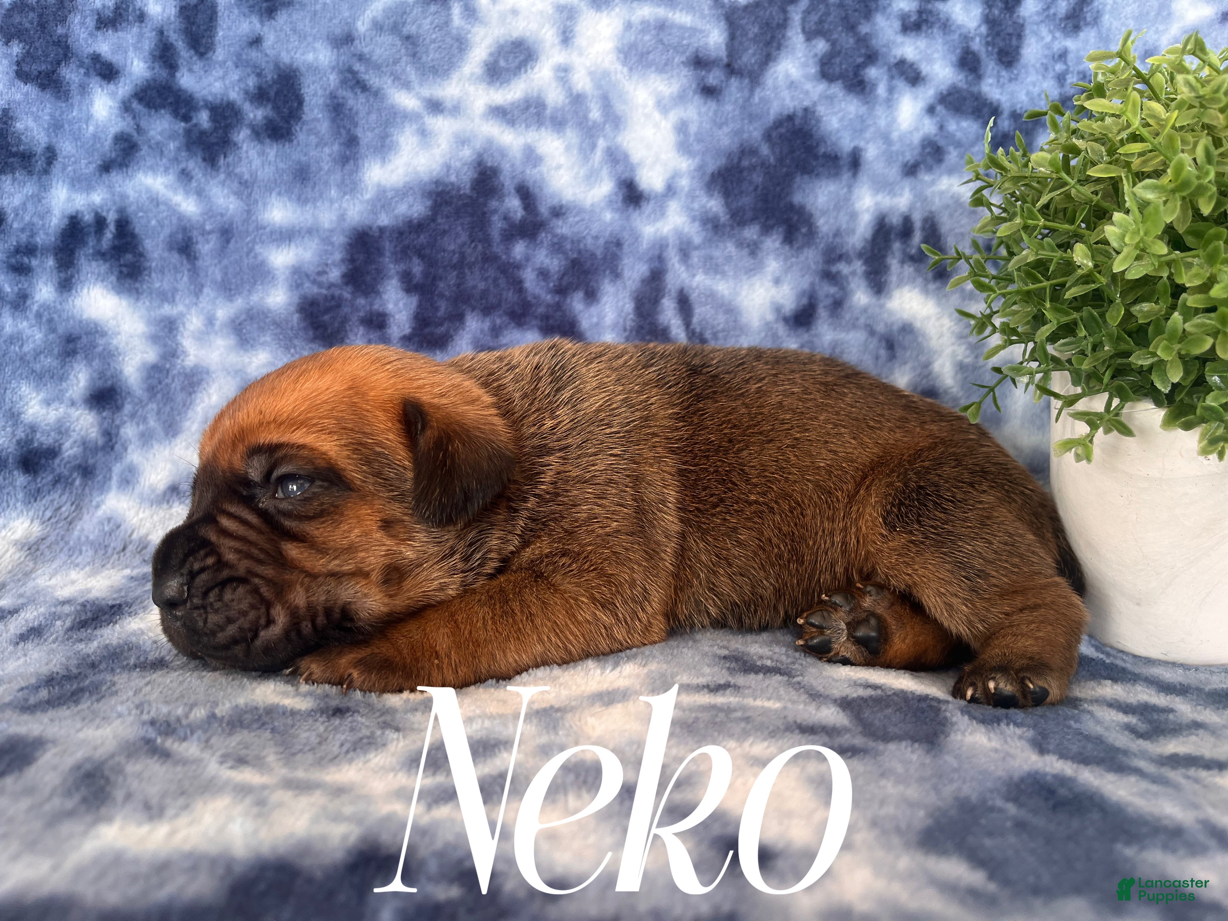 Cane Corso dogs Neko - Ad 16