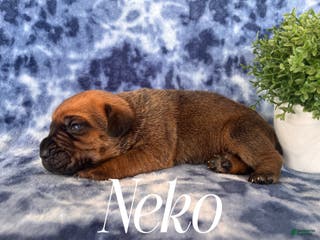 Cane Corso dogs Neko - Ad 27