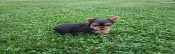Yorkshire Terrier dogs for sale: Princess  - Ad 3