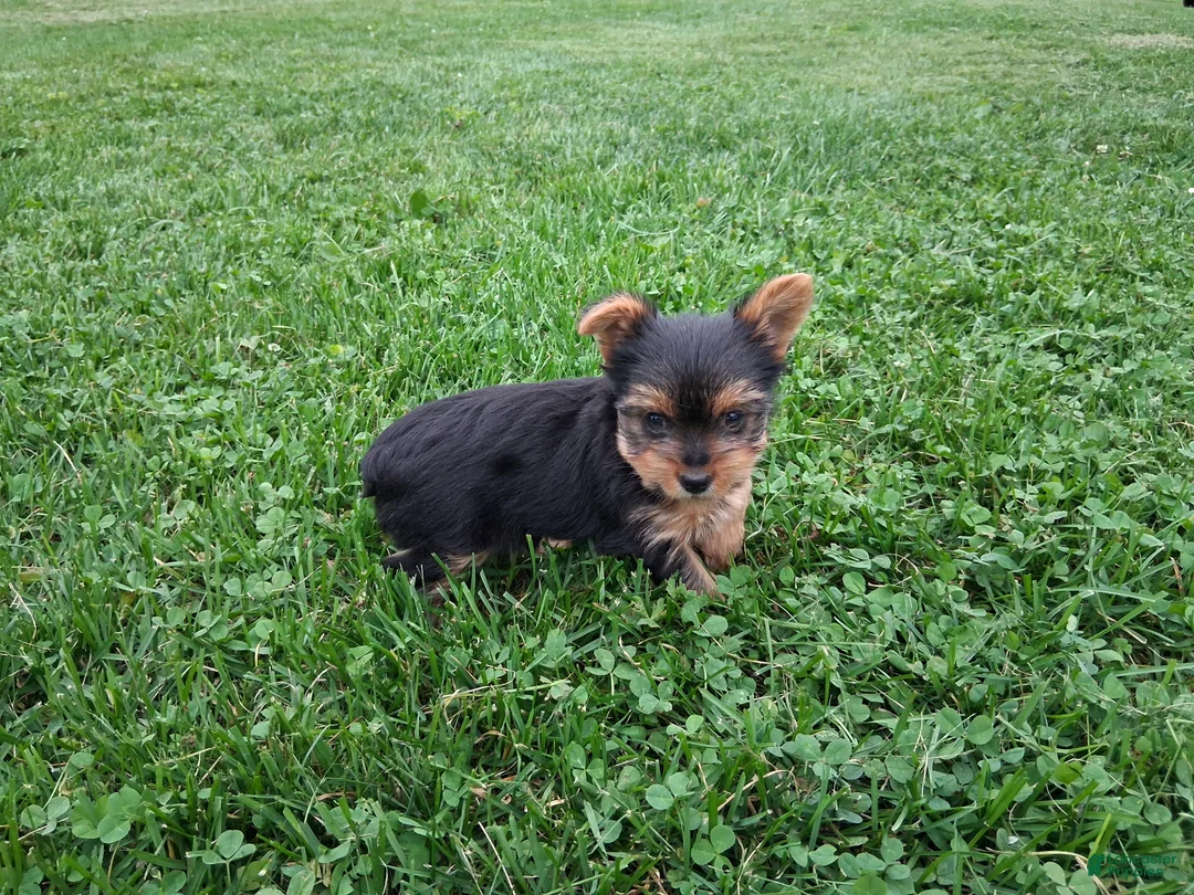Yorkshire Terrier dogs for sale: Princess  - Ad 3