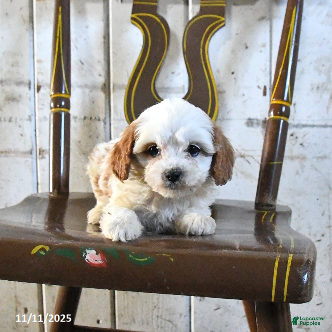 Cavapoo dogs for sale: Romeo - Ad 2