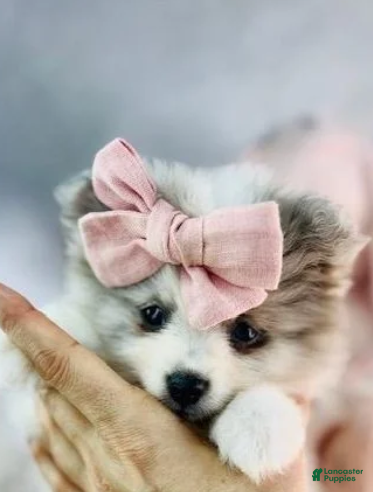 Pomeranian dogs for sale: Pomeranian 1 - Ad 2