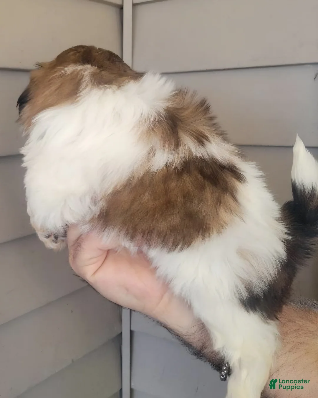 Shih Tzu dogs for sale: Shih Tzu Puppy tina - Ad 3