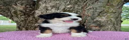 Bernedoodle dogs for sale: Honey - Ad 6